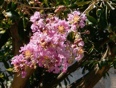 35 Light PINK CREPE MYRTLE Crape Tree Shrub Lagerstroemia Indica Flower Seeds